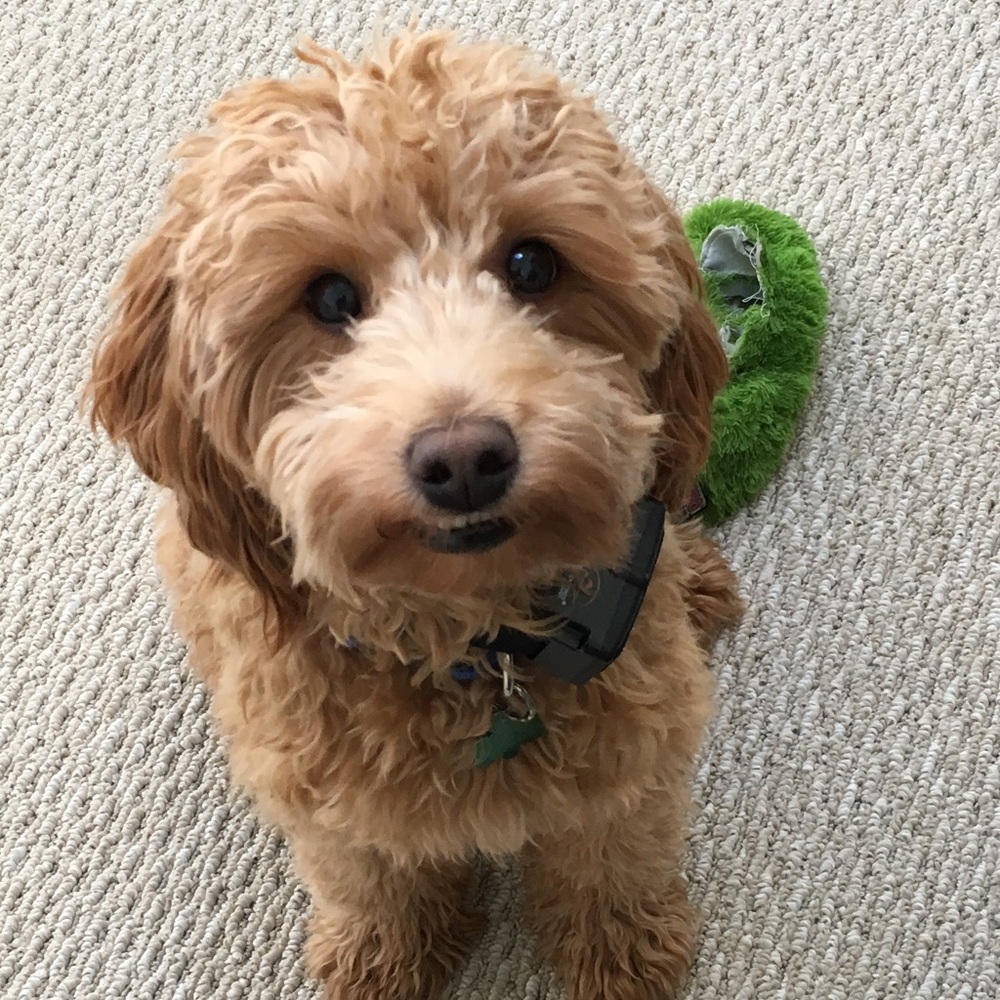 Meet your Posher, Kelly